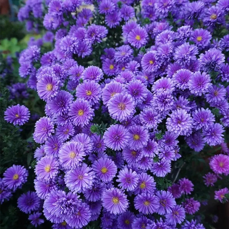 Margaritas moradas: gema amatista