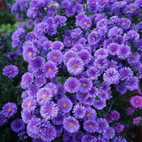 Margaritas moradas: gema amatista