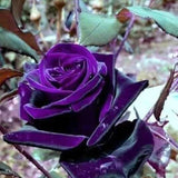Rare Exotic Dark Purple Rose Seeds
