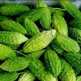 Semillas de hortalizas de calabaza amarga