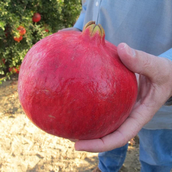 Wonderful variety pomegranate seeds