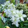 Lily Seeds