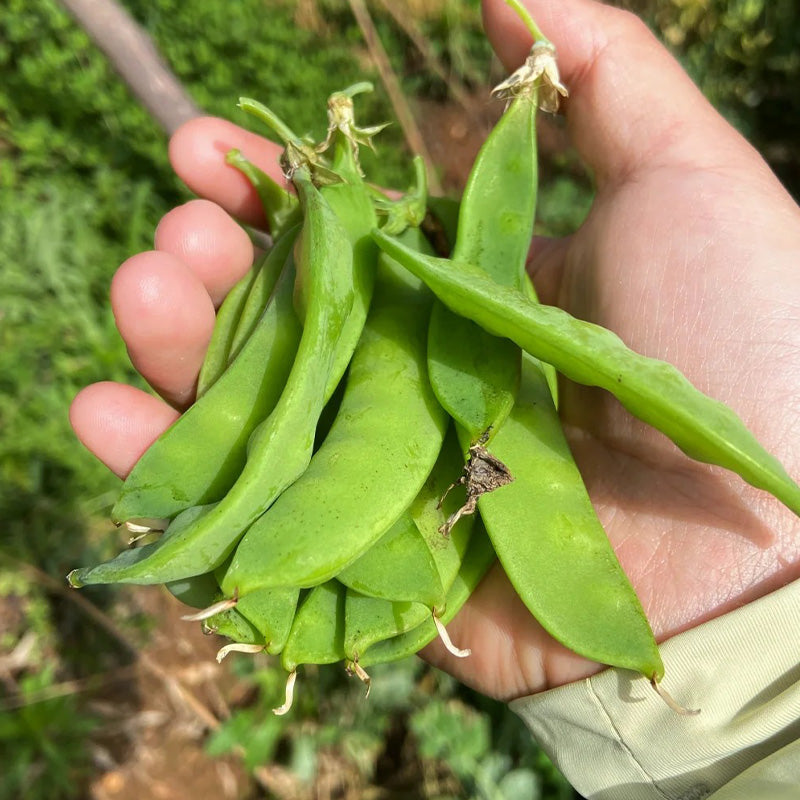Morning-Dew Sugar Snap Pea Seeds