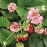 Berried Treasure Pink Strawberry