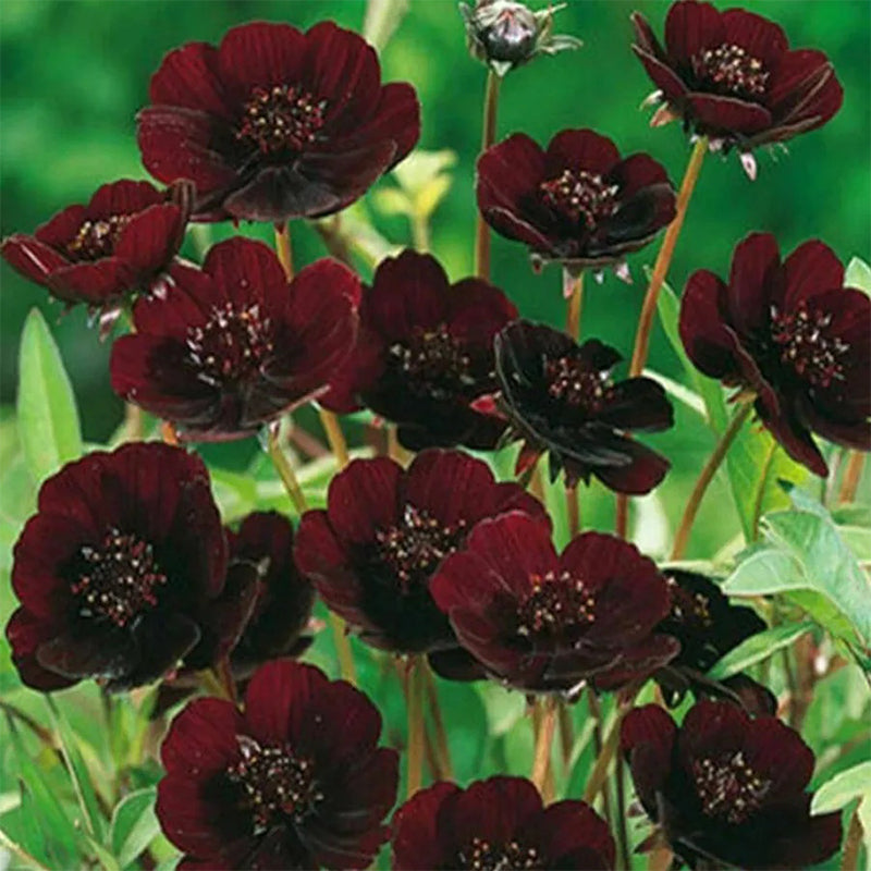 Semillas raras de flores de chocolate Cosmos Bonsai