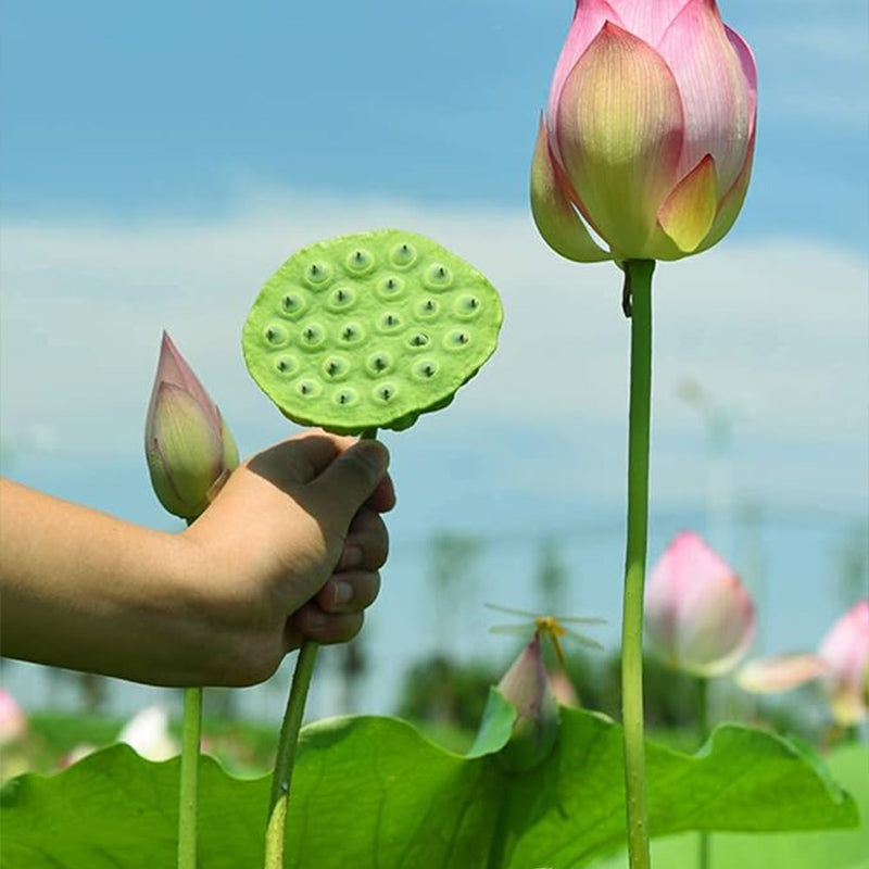Semillas de raíz de loto, semillas de frutas comestibles, hermosas flores y raíces de loto para el jardín de su casa, semillas de vegetales orgánicos y saludables