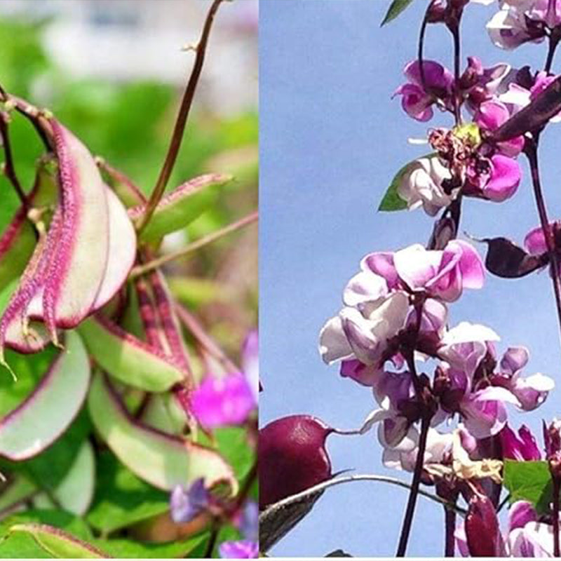 Hyacinth Bean Asia Hyacinth Bean Seeds Purple Flower Lablab purpureus Vegetable Non-GMO