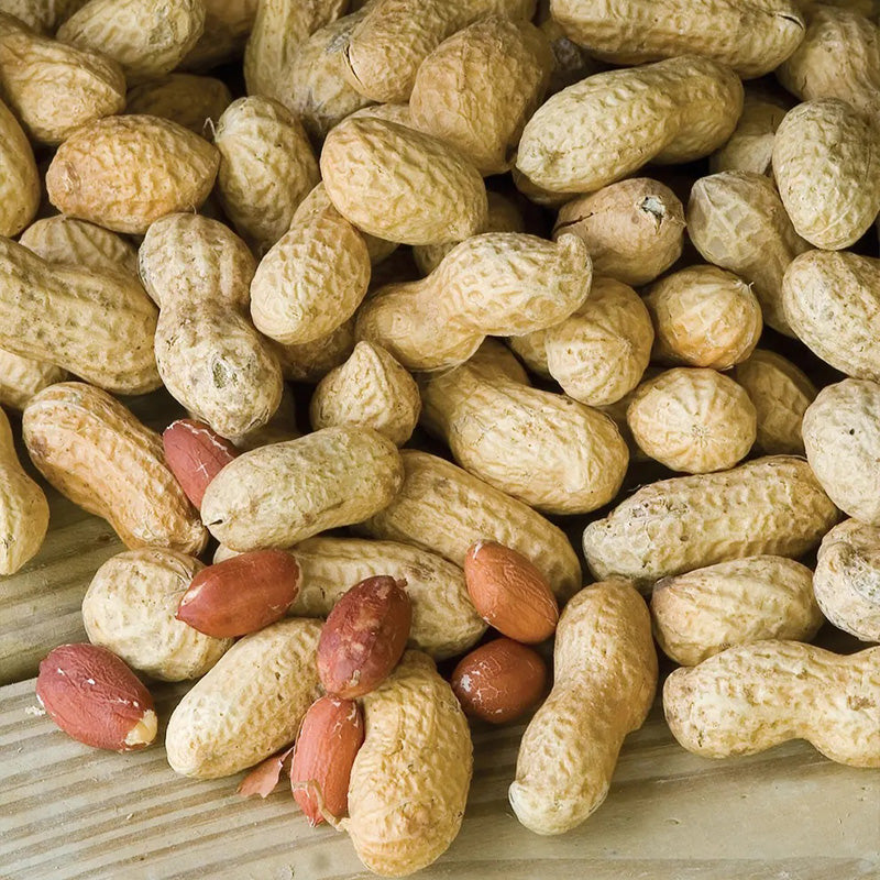 Peanut, Jumbo Virginia