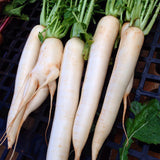 Premium Long White Radish Seeds