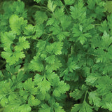 Parsley, Single Italian