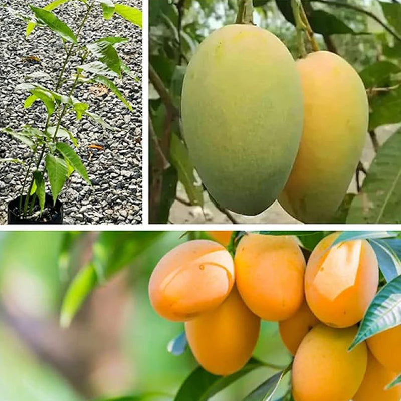 Semilla de fruta de mango Deliciosa fruta no transgénica Frutas jugosas Sabor robusto Alto rendimiento Florece Excelente para bordes