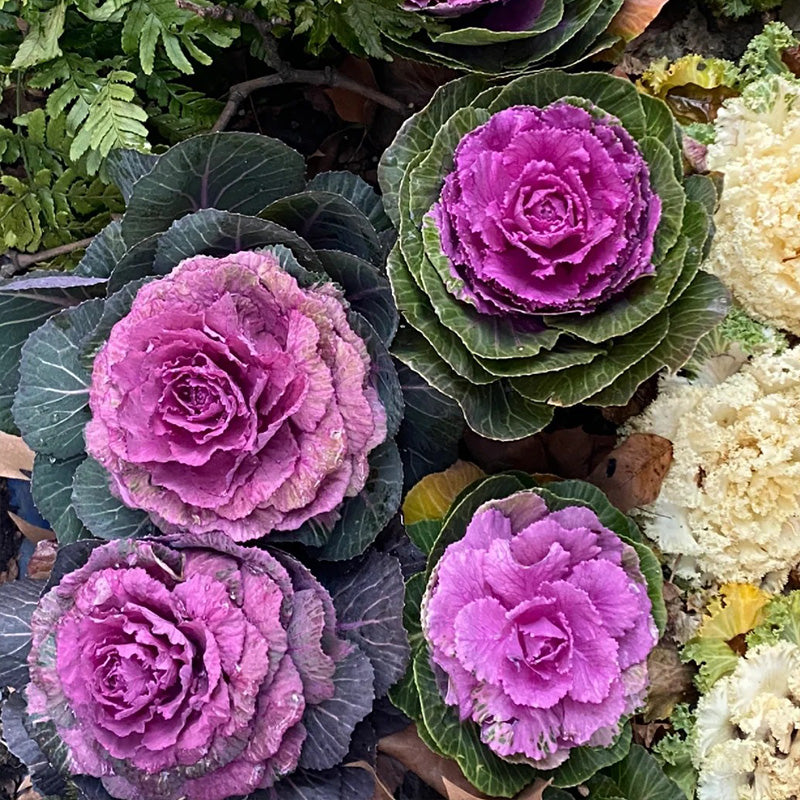 Winter Rose Ornamental Kale Seeds