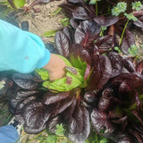 Caesar’s Choice Red Romaine Seeds