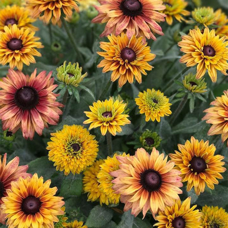 Mixed Gloriosa Black-Eyed Susan Seeds