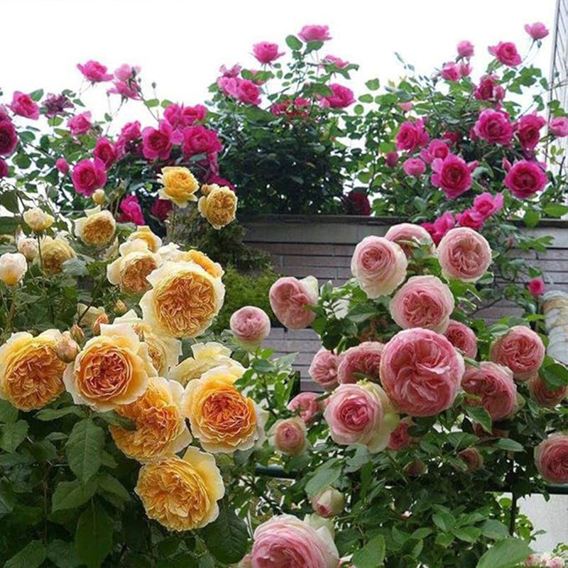 Mezcla de semillas de rosas trepadoras para plantar al aire libre Flores trepadoras ornamentales Rosa arbusto enredadera trepadora de larga floración