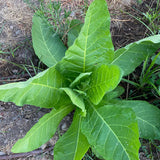 Sylvestris / Woodland Tobacco Seed
