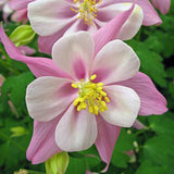 Columbine, Early Bird Light Pink & White