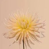 ESTRELLA DE ALBARICOQUE