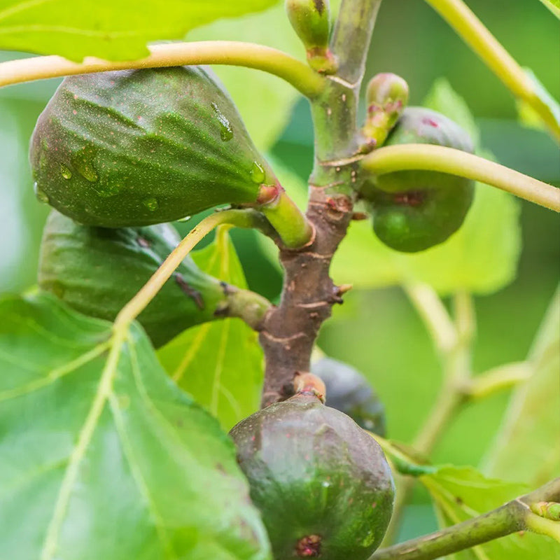Fig, Violette de Bordeaux