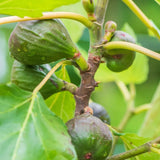 Fig, Violette de Bordeaux