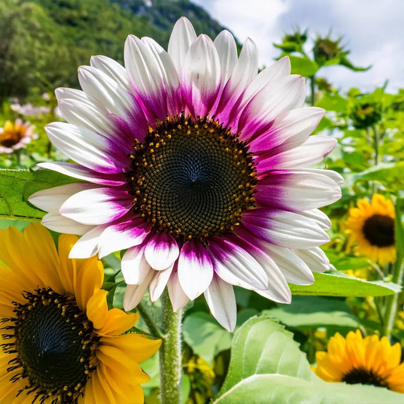 Semillas de girasol raras de dos colores morados
