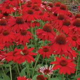 Echinacea, Sombrero Salsa Red