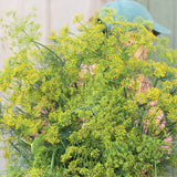 Ramo de semillas de eneldo orgánico