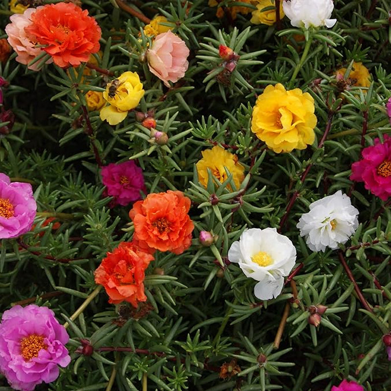 Annual Portulaca Moss Rose Ground Cover Seed Mix for Planting