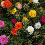 Annual Portulaca Moss Rose Ground Cover Seed Mix for Planting