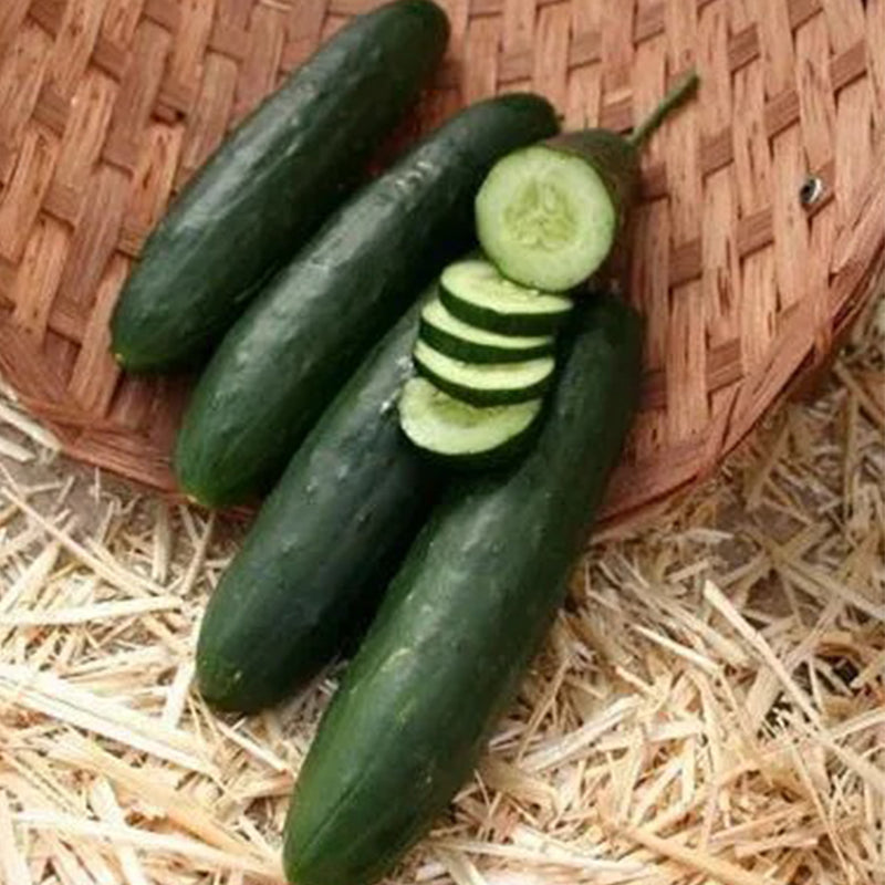 Cucumber Paraiso F1 Organic