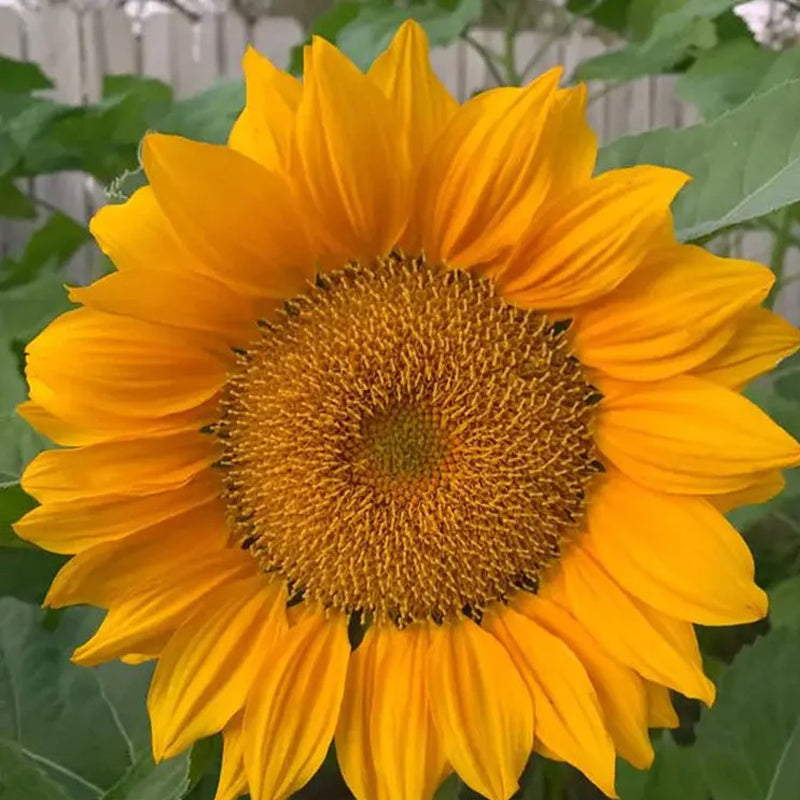 Semillas de girasol Pro Gold Lite