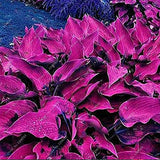 Mixed Hosta Perennials Flower Seeds