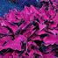 Mixed Hosta Perennials Flower Seeds