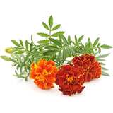 Marigold Seeds for Planting French Marigold Flower Seeds Mix