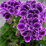 Amarilis de belleza rayada