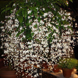You Are My Life-Trailing Jasmine Flowers Seeds