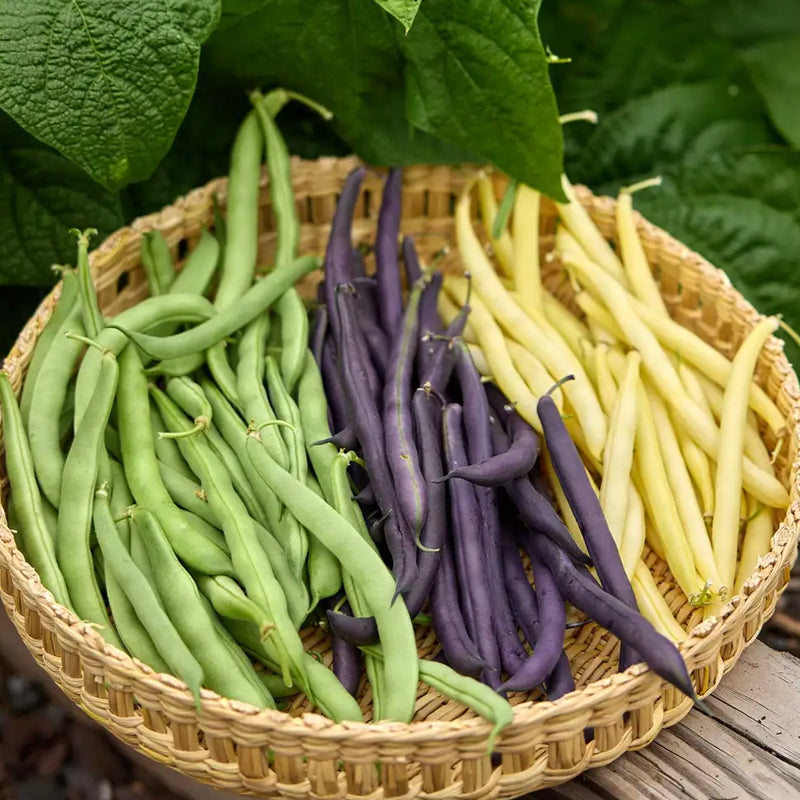 Frijol, mezcla de tres colores