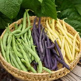 Frijol, mezcla de tres colores