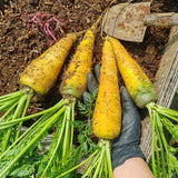 Solar Yellow Carrot Seeds