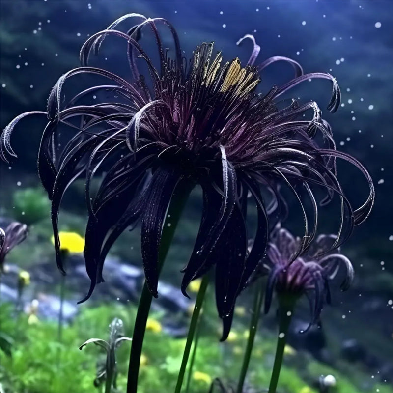 Black Spider Lily