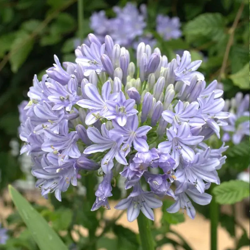 Agapanthus africanus 'Glenavon'