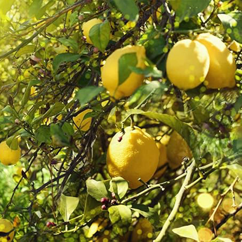 Lemon Seeds for Planting Organic High Survival Rate Lemon Tree Seeds Planting for Home Garden