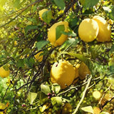 Lemon Seeds for Planting Organic High Survival Rate Lemon Tree Seeds Planting for Home Garden