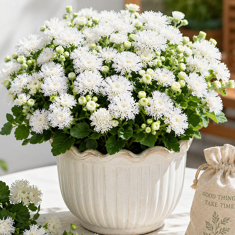 White Floss Flower (Ageratum) Seeds.