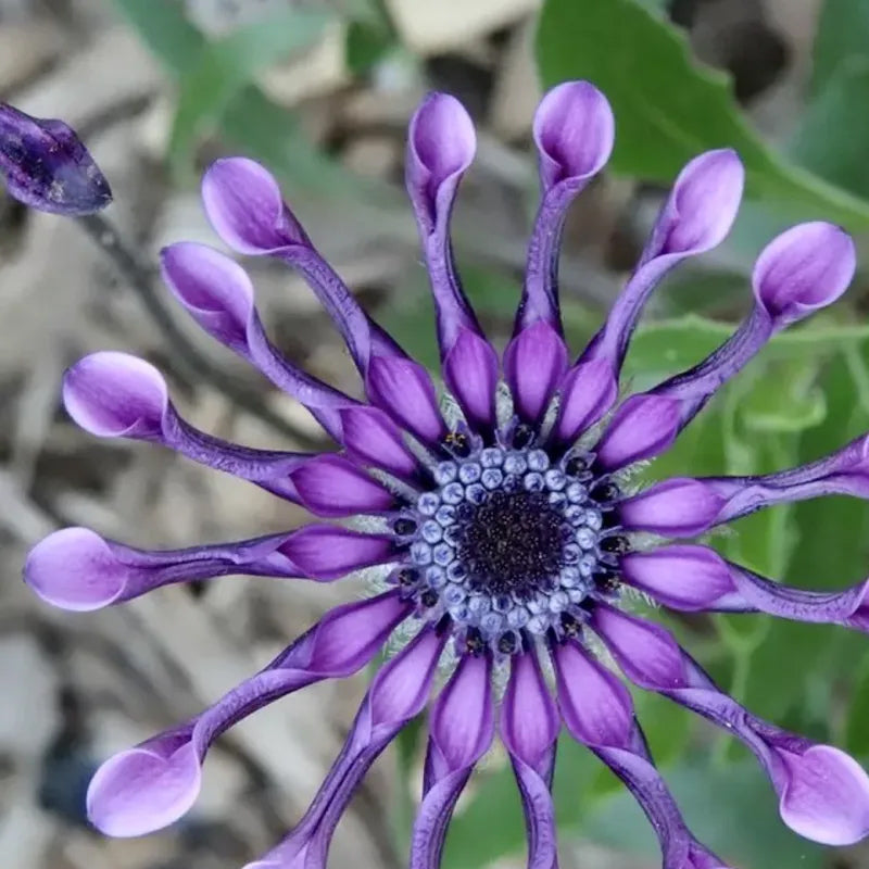 Semillas mixtas de osteospermum, margarita araña y margaritas (raras)