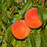 Peach Fruit Tree Prunus Persica Sweet Fruit Tree