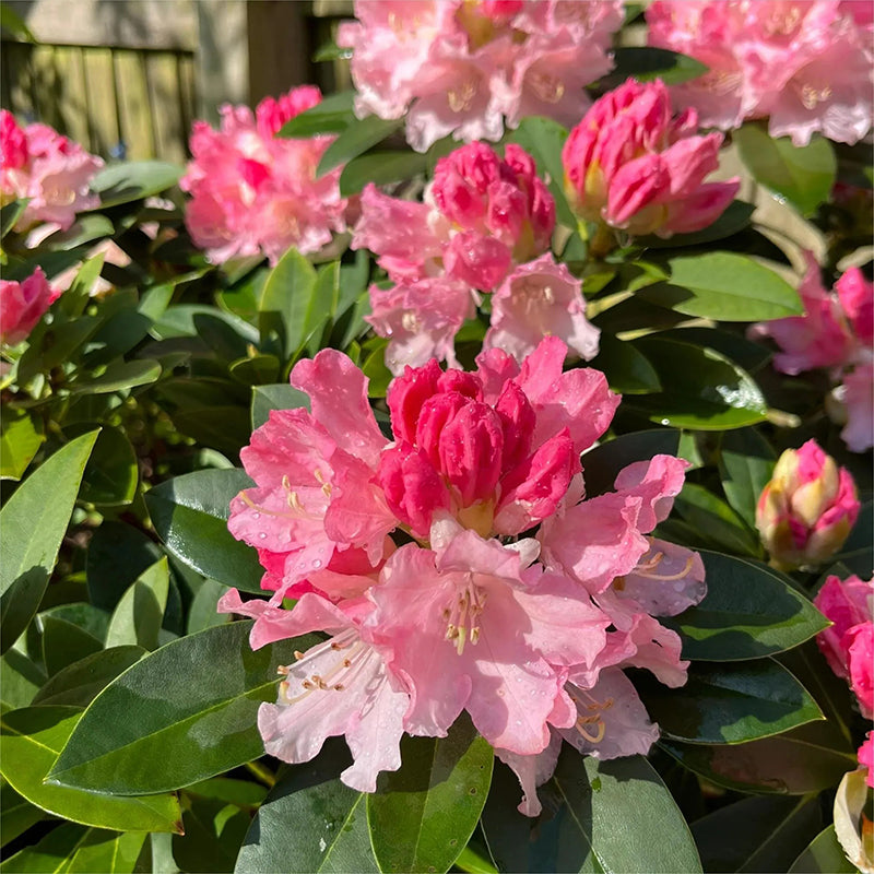 Semillas de azalea alpina, especies raras