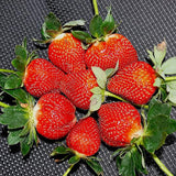 Giant Strawberry Fresca Everbearing Berries Indoor Non GMO Fruit Seeds