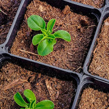 Semillas de lechuga buttercrunch: semillas de hortalizas para plantar