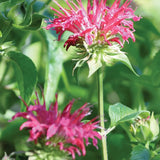 Monarda, Coral Reef PPAF